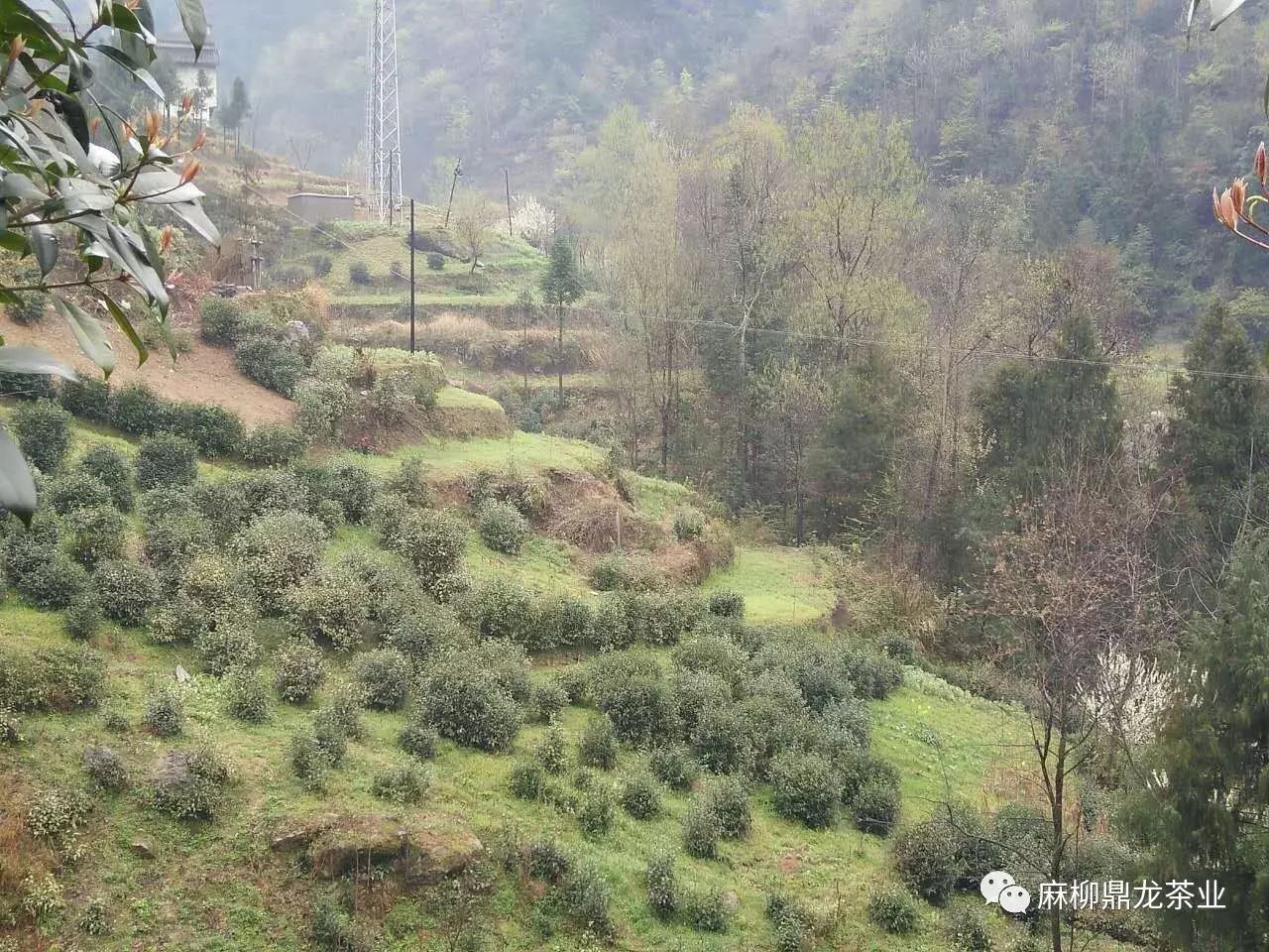 富硒茶好还是无硒好