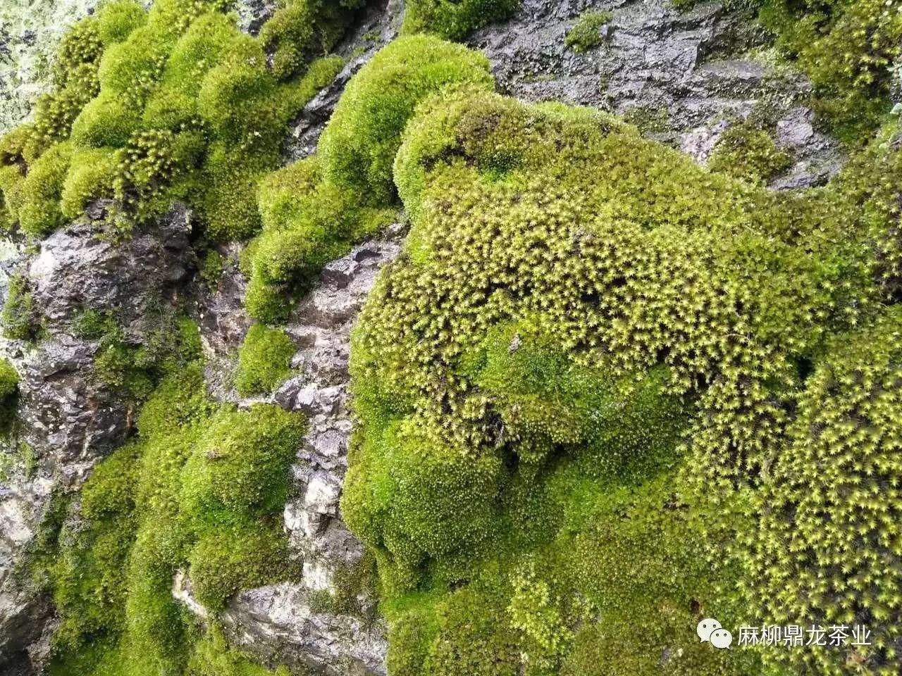富硒茶好还是无硒好