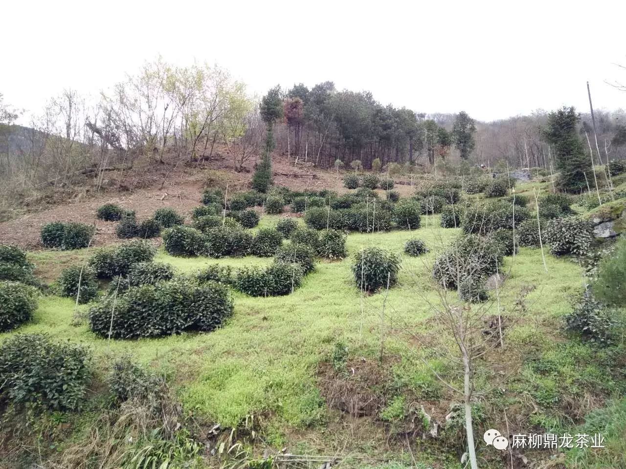 富硒茶好还是无硒好
