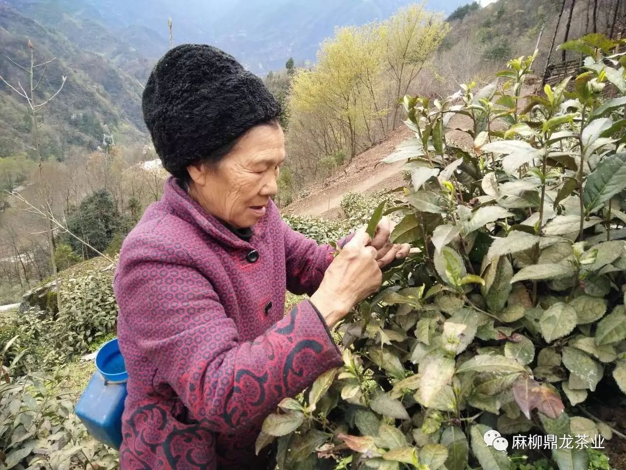 富硒茶好还是无硒好
