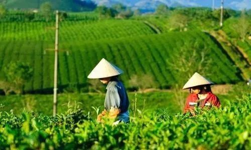 陕西富硒茶哪种最好