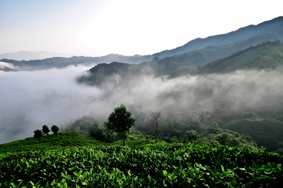 贵州开阳富硒茶口感