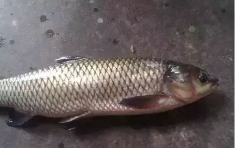 贵州开阳富硒茶口感