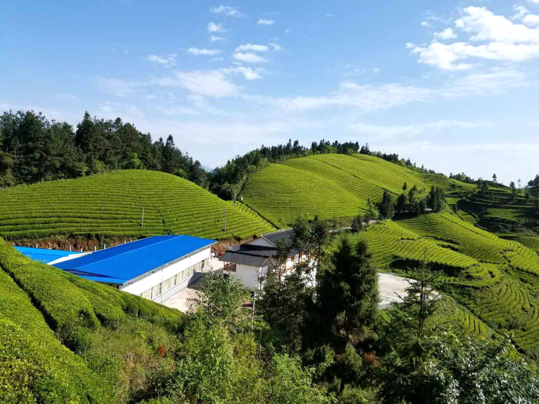 湖北恩施富硒茶加工