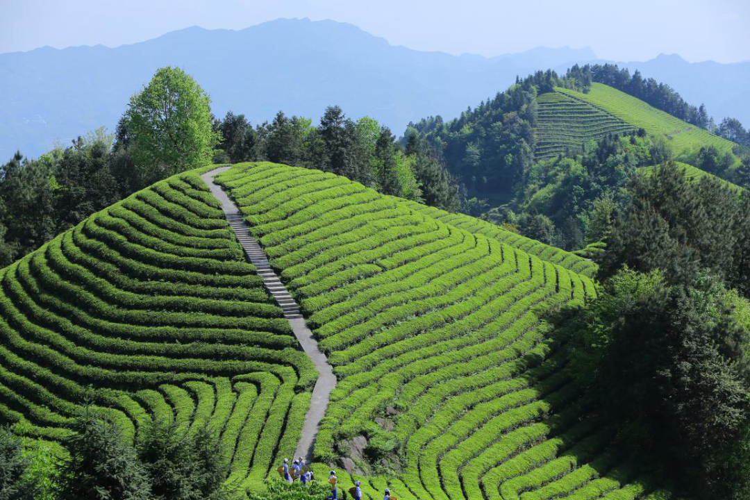 湖北恩施富硒茶加工