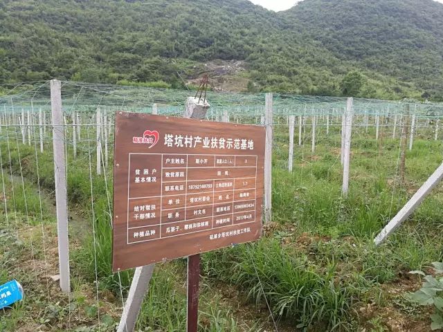 安徽石台高山富硒茶
