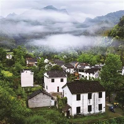 安徽石台高山富硒茶