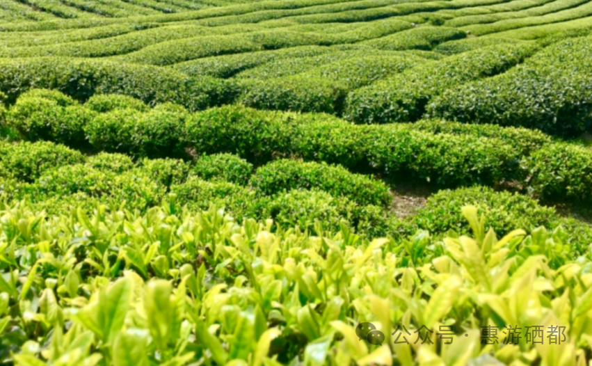 湖北特产恩施富硒茶