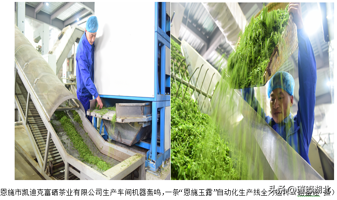 湖北恩施富硒茶工厂