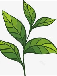 恩施玉露白茶多少钱一斤