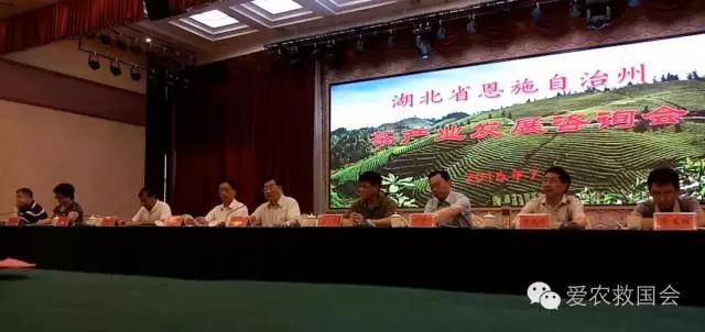 云雾问茶 恩施富硒