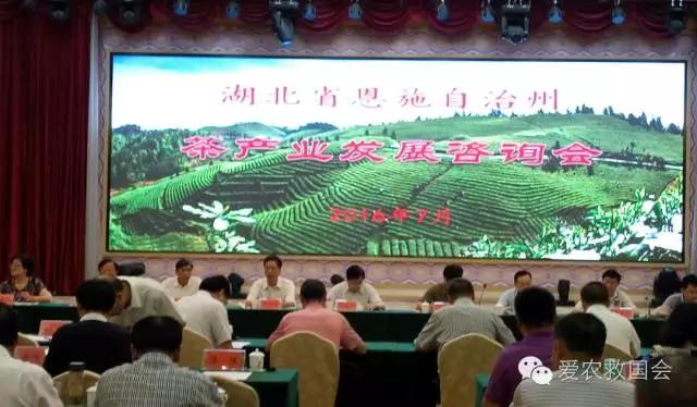 云雾问茶 恩施富硒