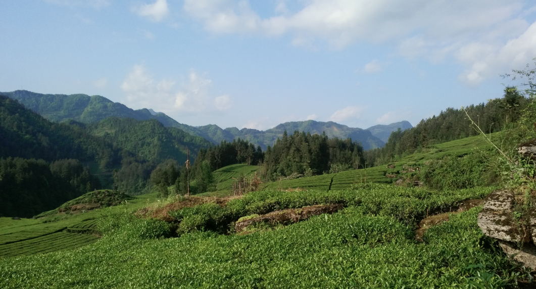 云雾问茶 恩施富硒