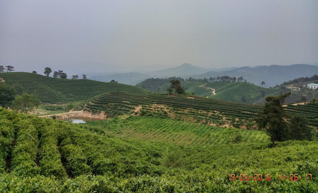云雾问茶 恩施富硒