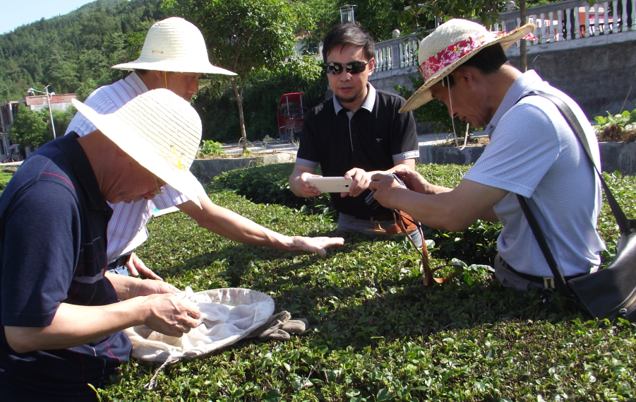 云雾问茶 恩施富硒