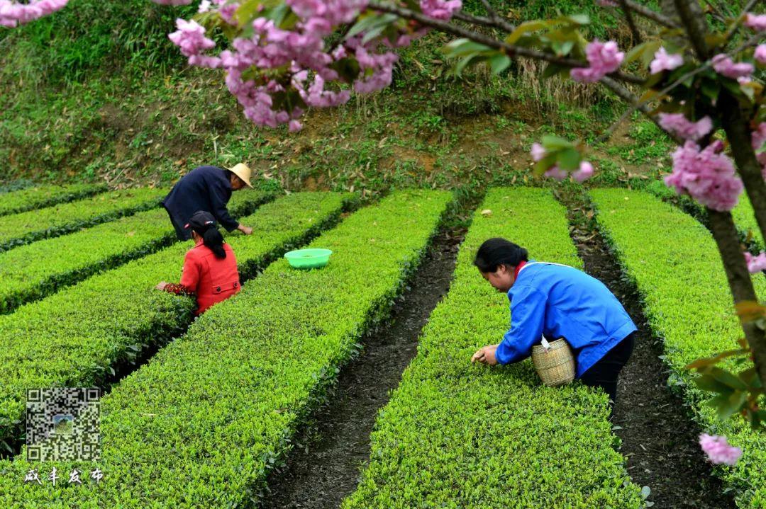 云雾问茶 恩施富硒