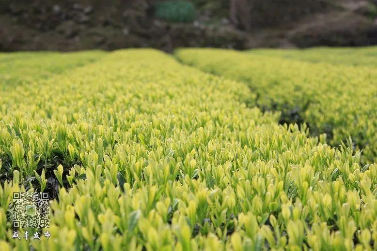 云雾问茶 恩施富硒