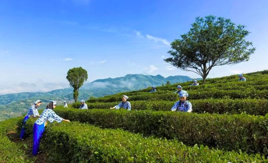 如何辨别紫阳富硒茶