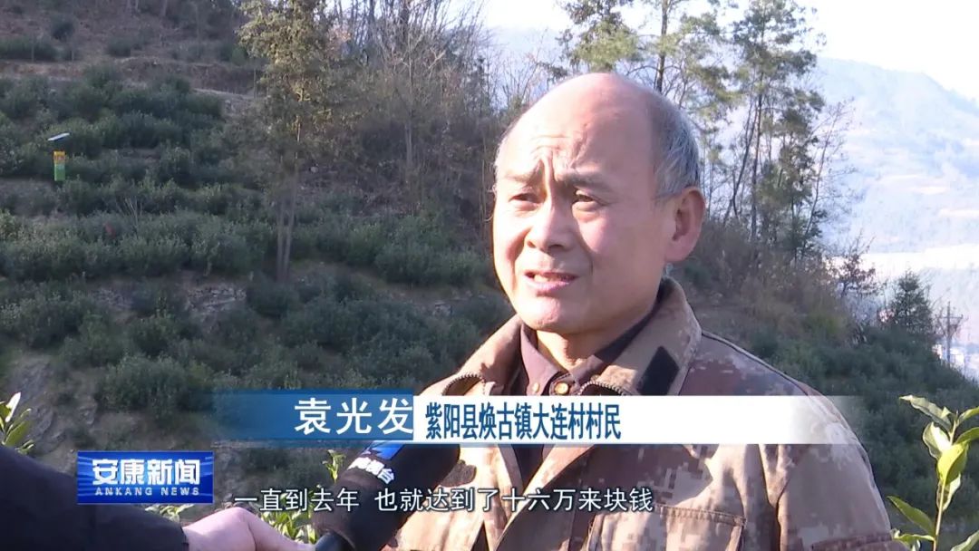 紫阳富硒茶采摘过程