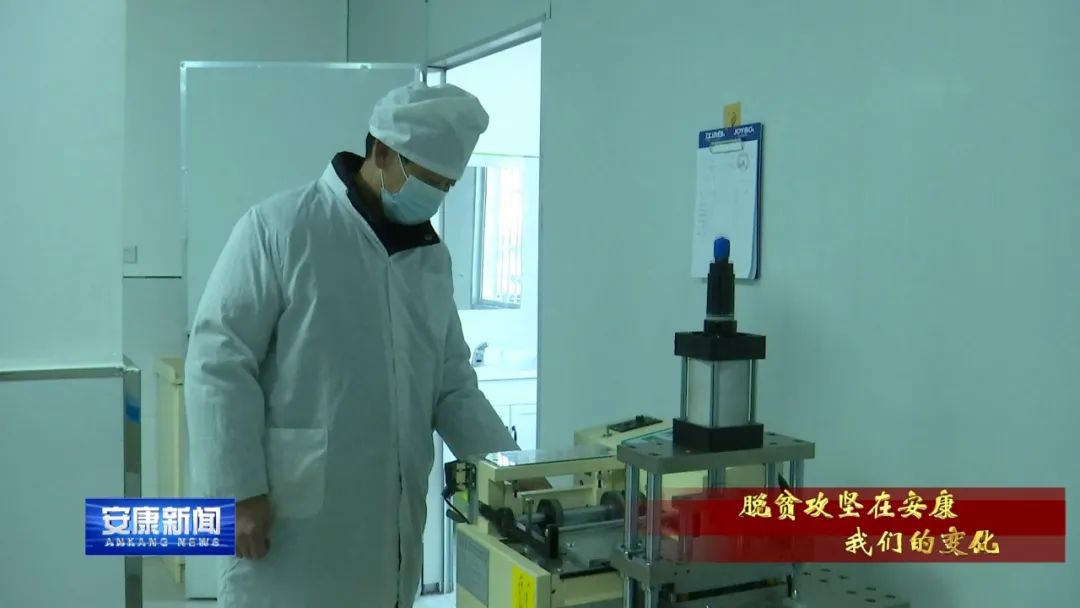 紫阳富硒茶采摘过程