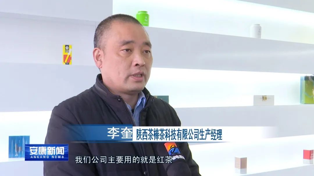 紫阳富硒茶采摘过程