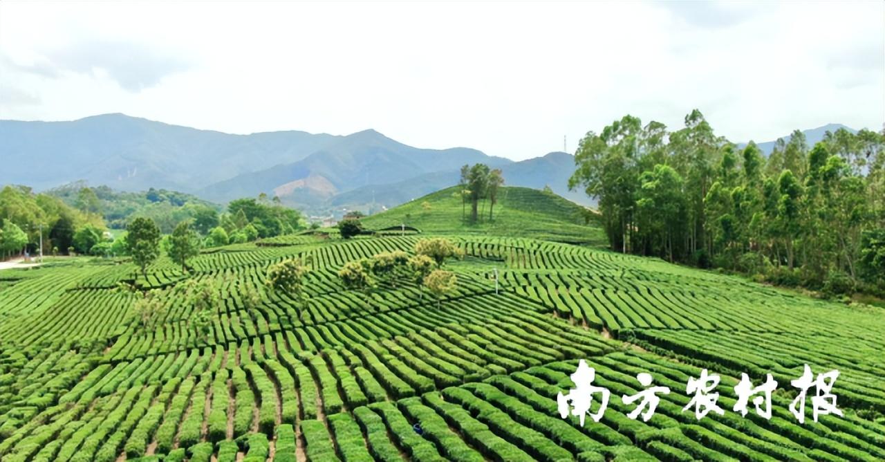 富硒茶啤酒代理选择