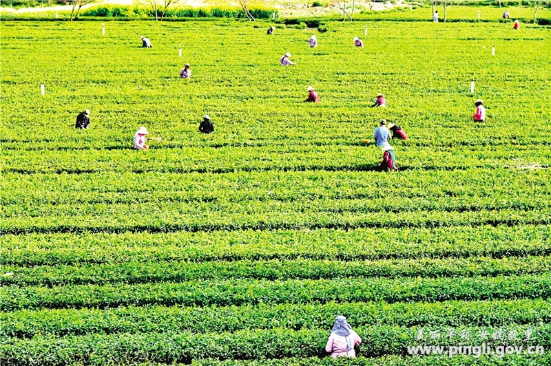 女娲茶富硒绿茶银峰