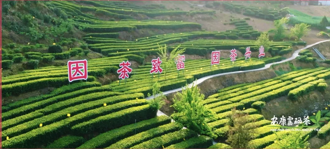 紫阳富硒茶冲泡之后