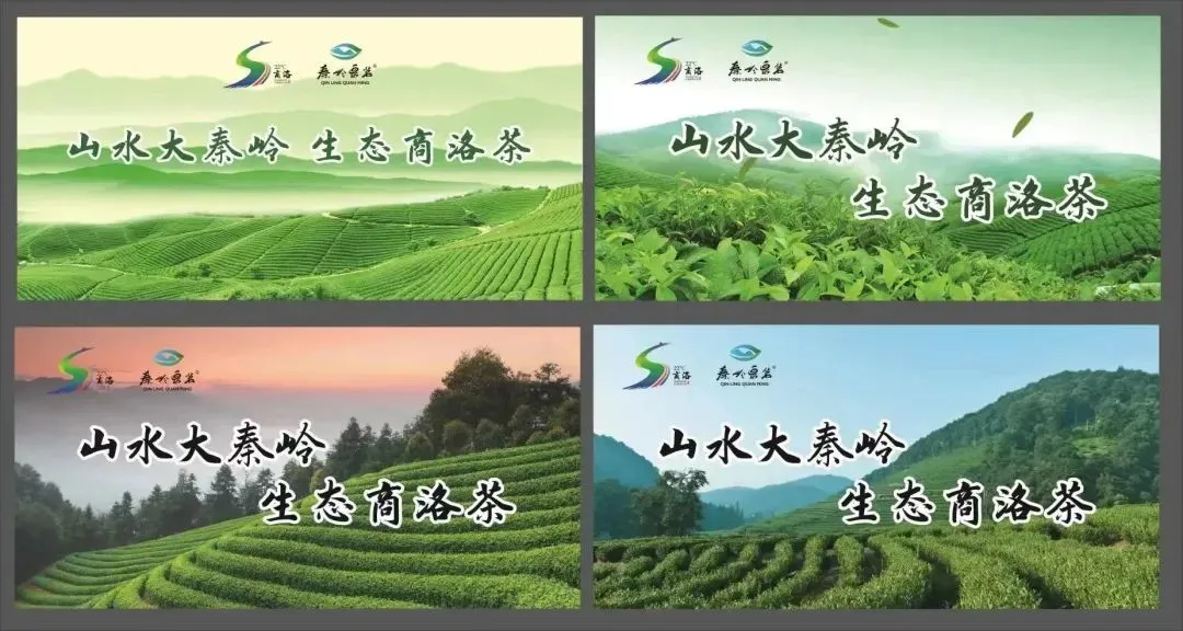 紫阳富硒茶冲泡之后