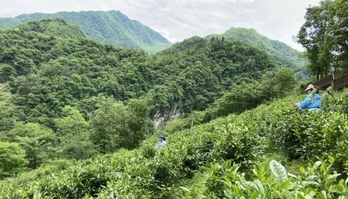 紫阳富硒茶冲泡之后
