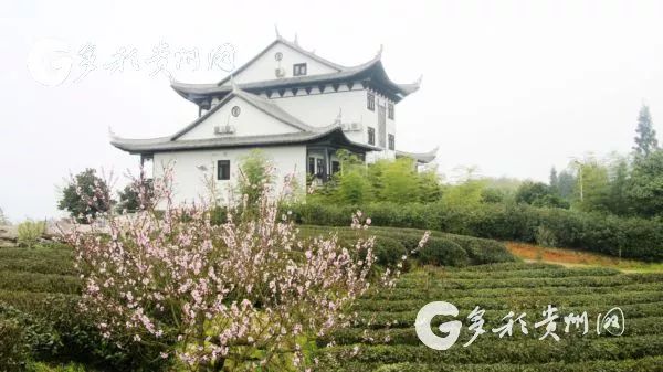 开阳富硒茶贵阳购买