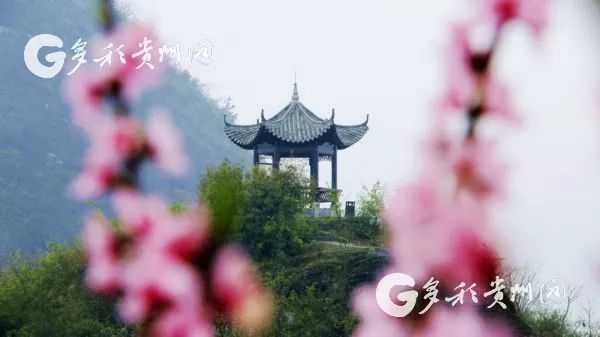 开阳富硒茶贵阳购买