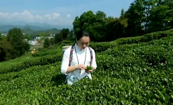 恩施富硒茶 哪种好