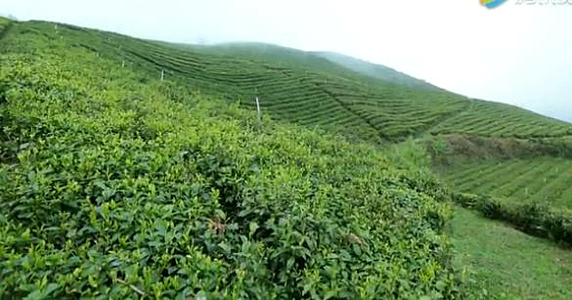 恩施富硒茶 哪种好