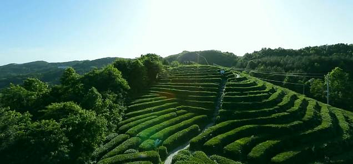 恩施富硒茶 哪种好