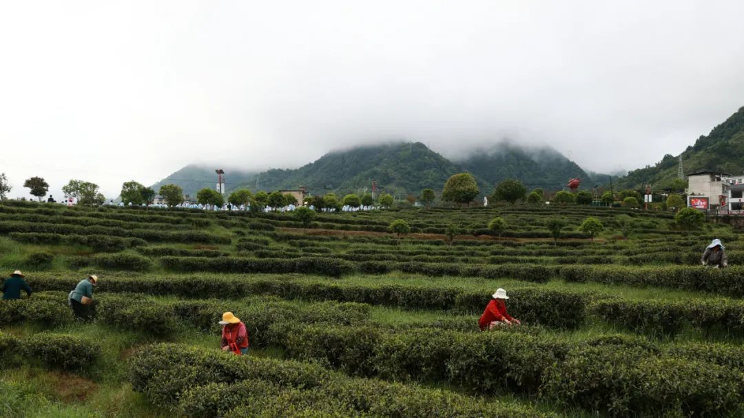 紫阳富硒茶qs认证