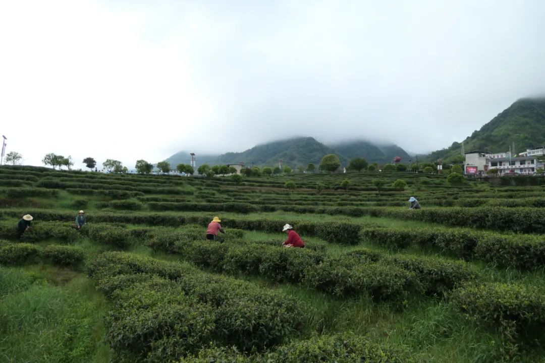 紫阳富硒茶qs认证