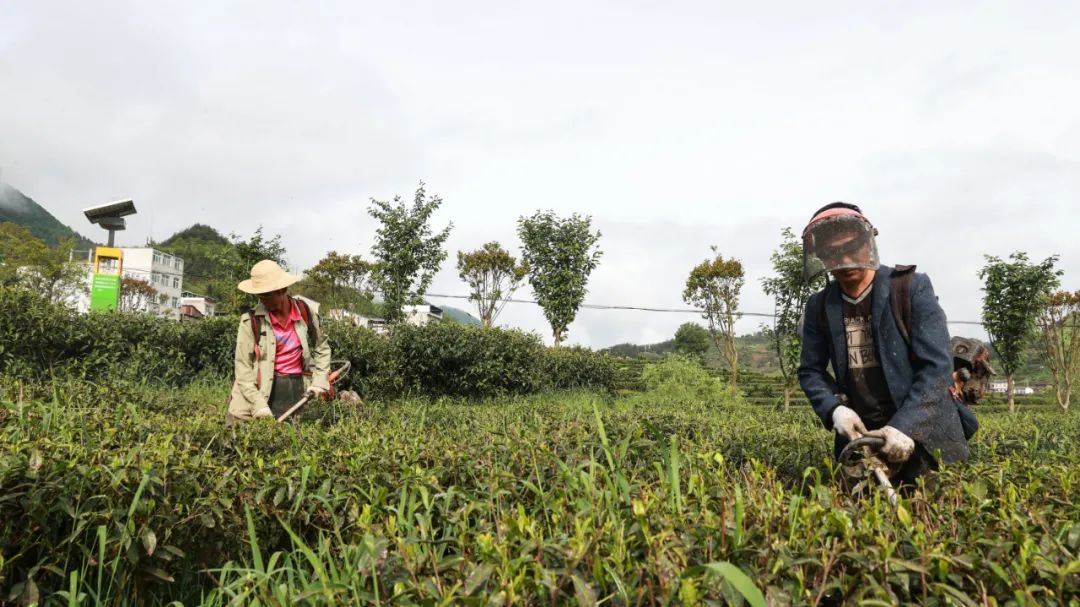 紫阳富硒茶qs认证