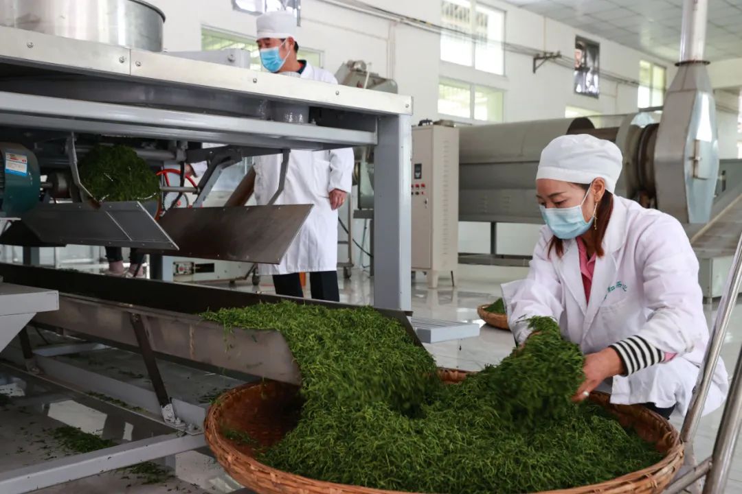 紫阳富硒茶qs认证