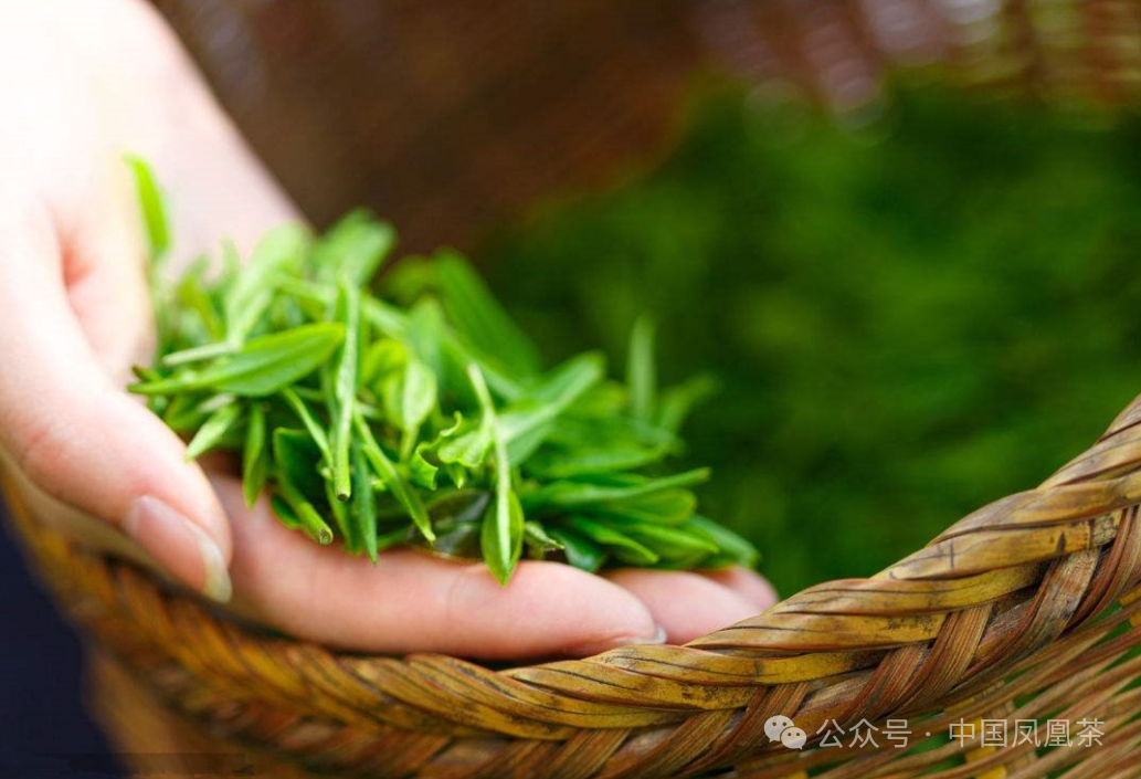 陕西茶叶紫阳富硒茶