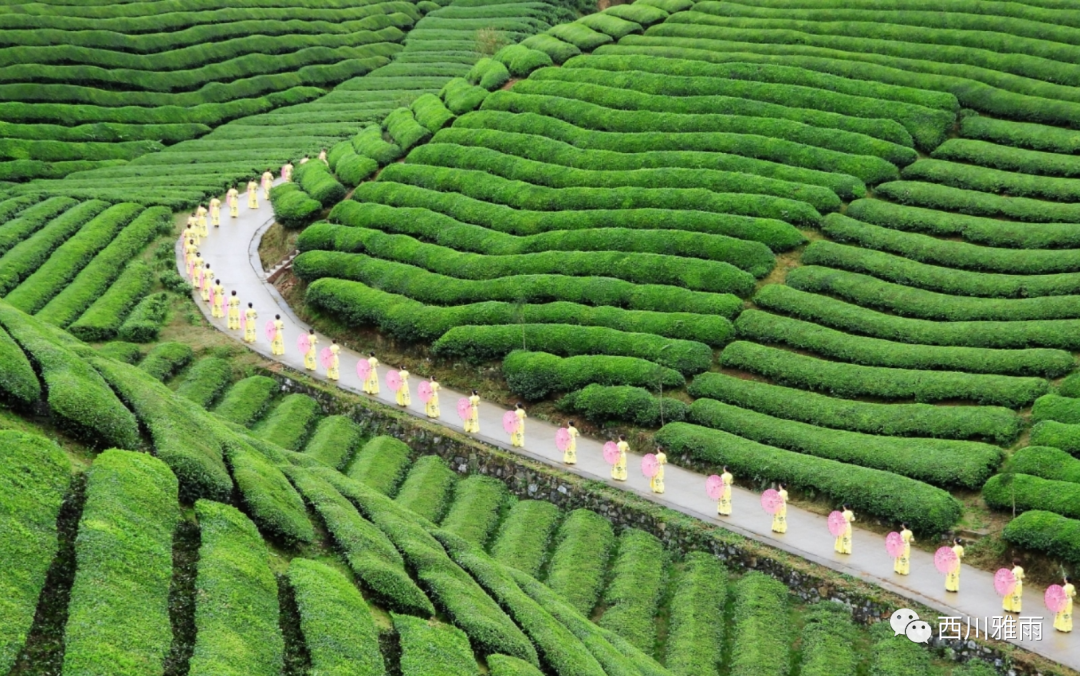 紫阳富硒茶银针价格