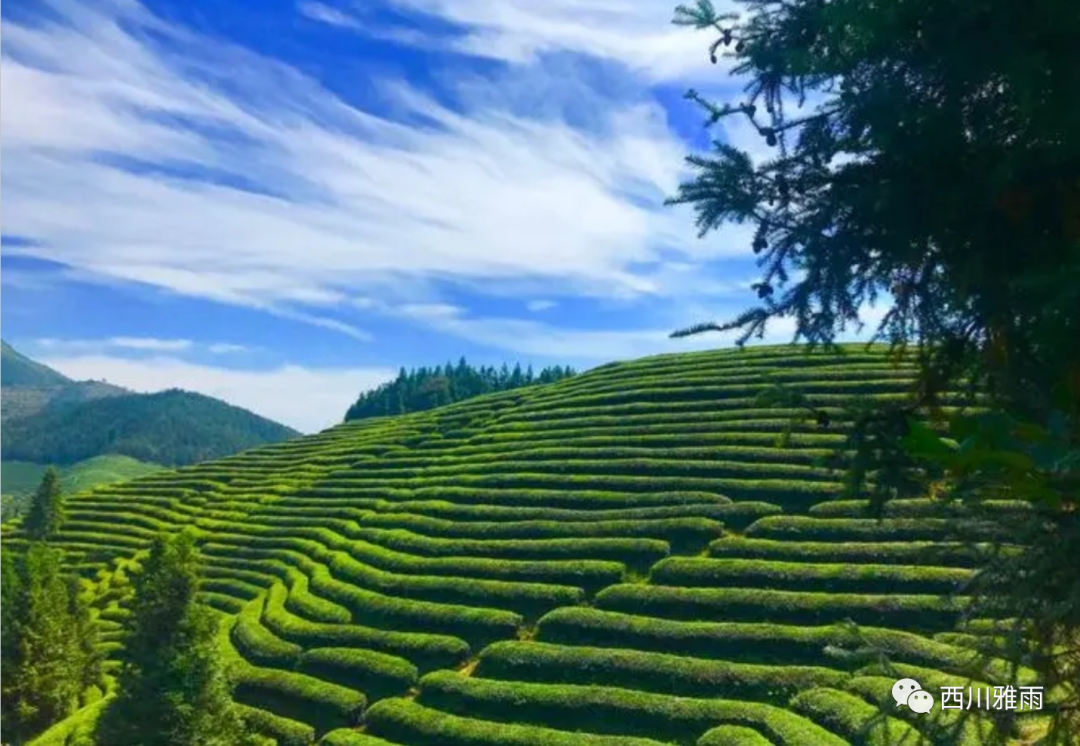 紫阳富硒茶银针价格