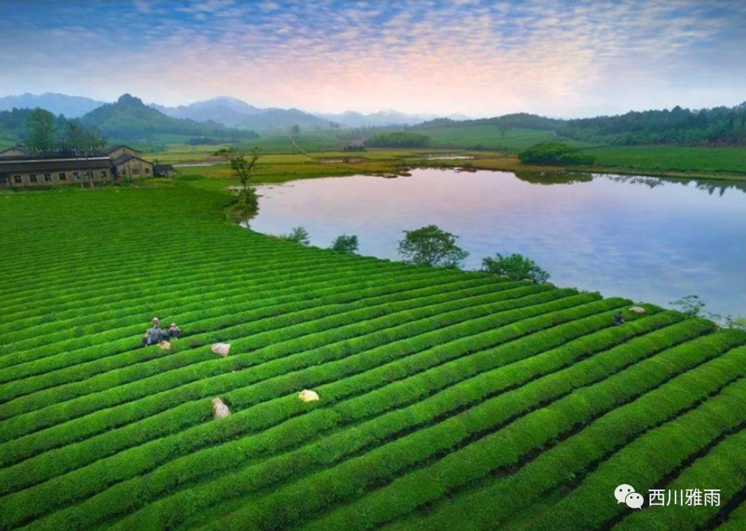 紫阳富硒茶银针价格