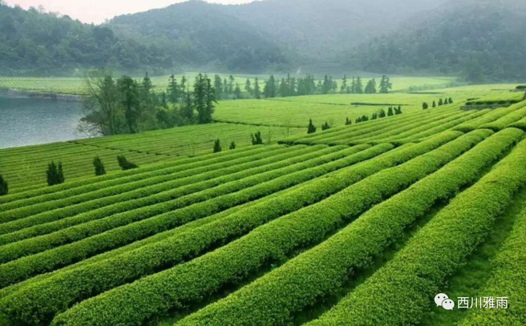 紫阳富硒茶银针价格