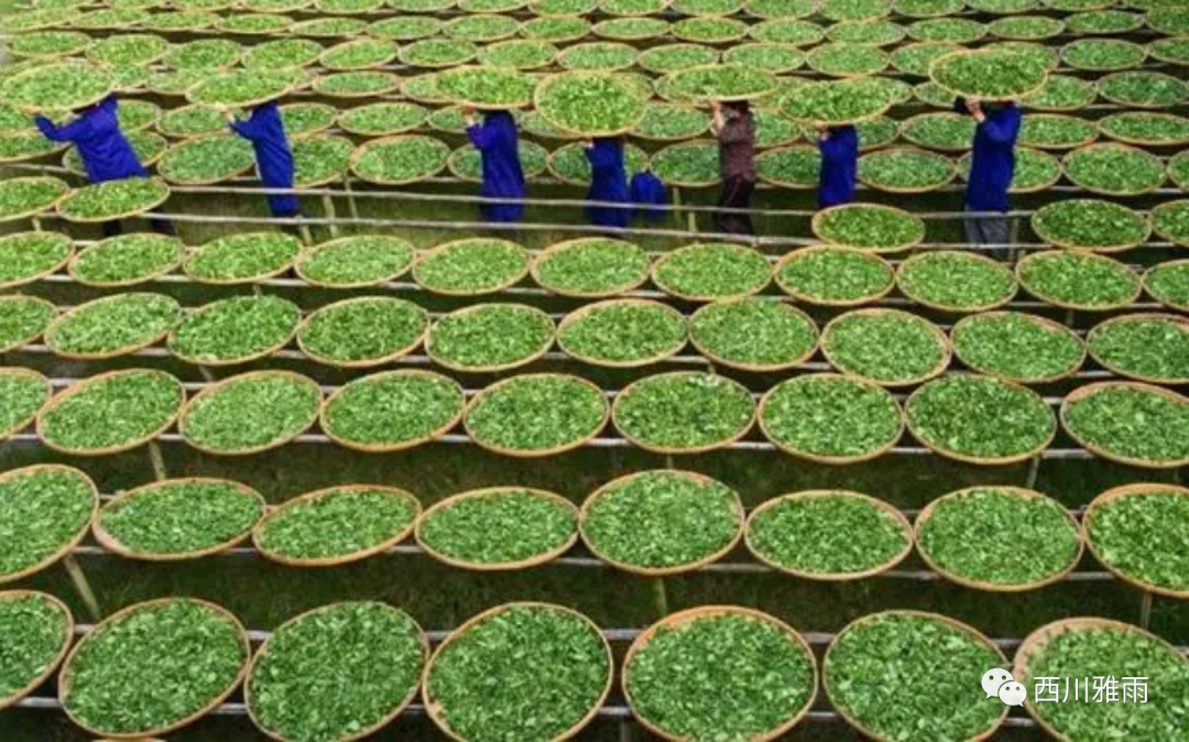 紫阳富硒茶银针价格