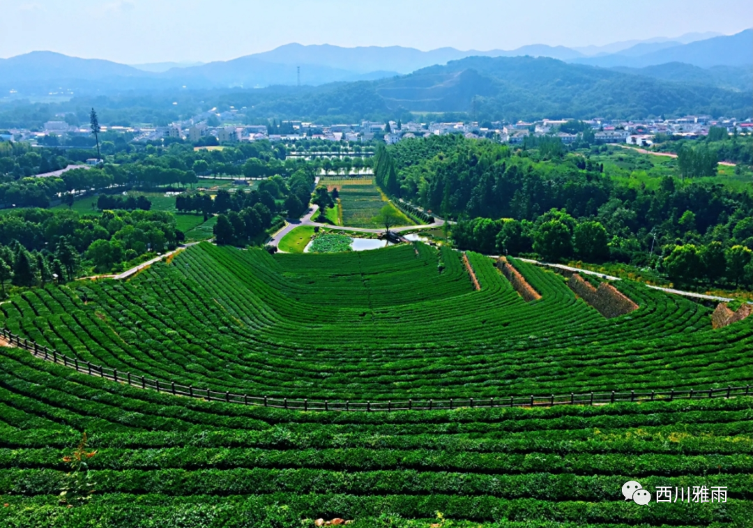 紫阳富硒茶银针价格