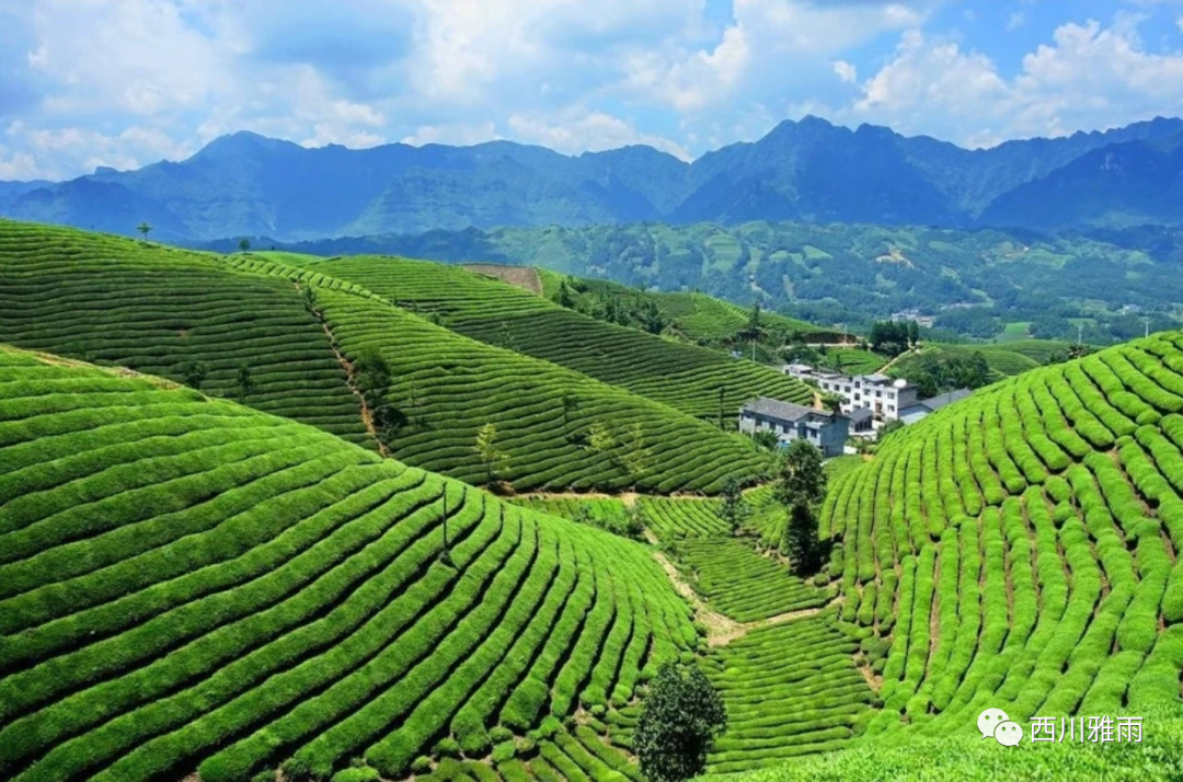 紫阳富硒茶银针价格