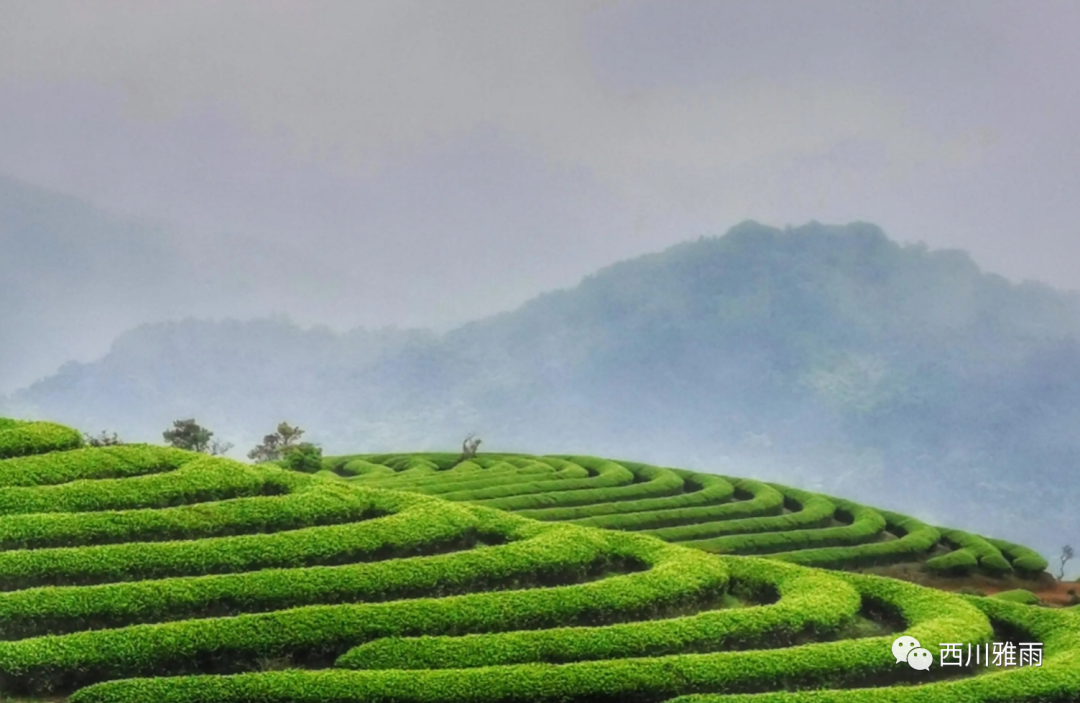 紫阳富硒茶银针价格