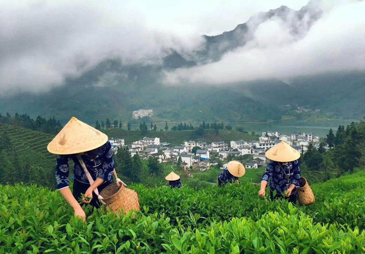 石台天方富硒茶公司