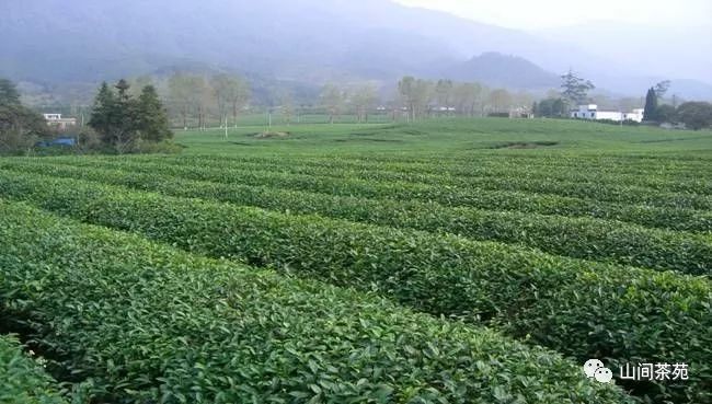 陕西紫阳富硒茶炒青